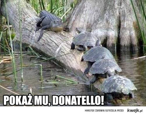 Покажи ему, Донателло!