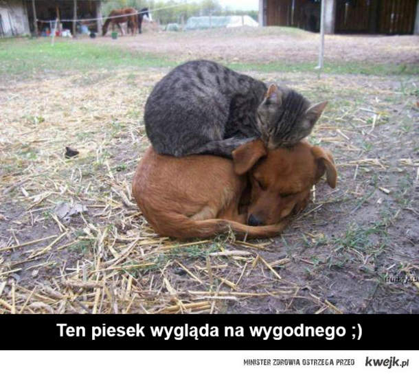 Этот пёс выглядит комфортно :)