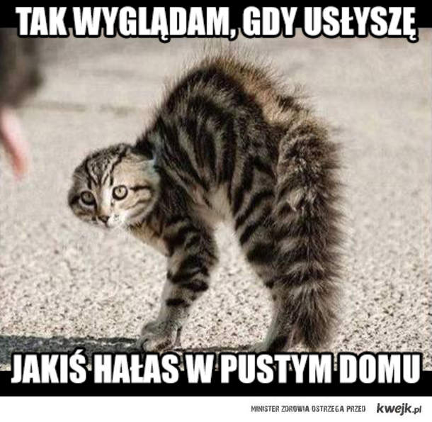Пугливый кот
