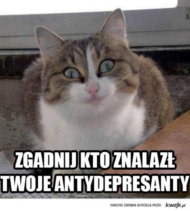 Угадай, кто нашёл твои антидепрессанты