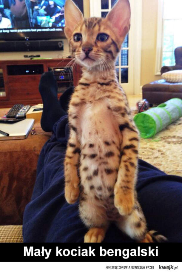 Маленький бенгальский кот