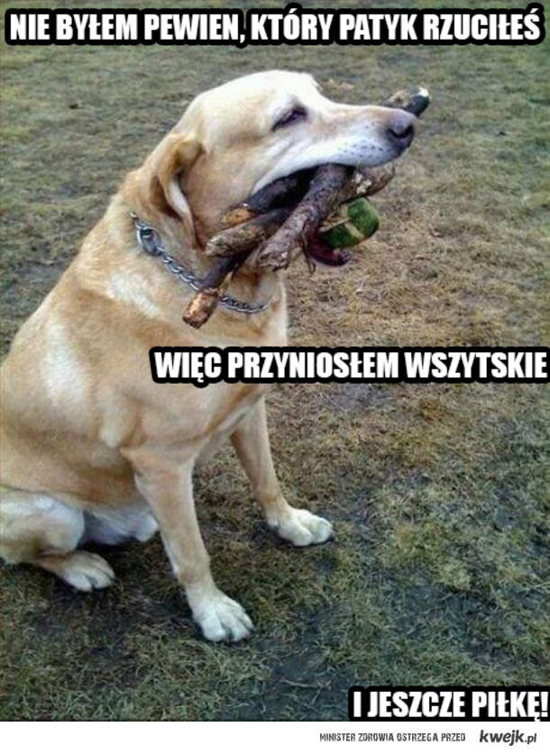 Умный пес
